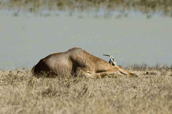 64 - Tanzania - Alcefalo de Coke o Kongoni - crater del Ngorongoro